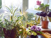 Комнатные растения и цветы: уход в октябре