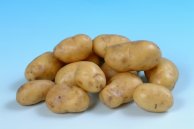 Выбор сортов картофеля для регионов с суровым климатом