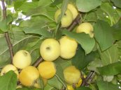 11 августа: Наклон веток яблони и сбор падалицы