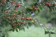 20-22 августа: омоложение колонновидных яблонь и яблонь на карликовых подвоях